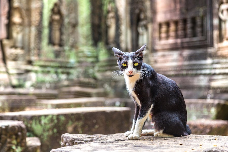 インドに猫がいない3つの理由