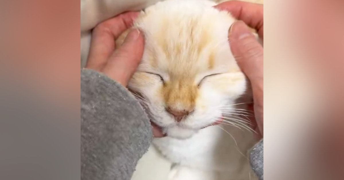 猫の顔をやさしく撫でると『かわいい声』が漏れてきて…幸せが伝わる『尊い瞬間』に１万いいね「ずっと見ていられる」「一生やっていたい」