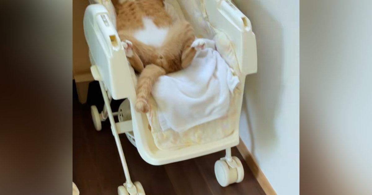 ベビーラックに赤ちゃんの様子を見に行くと、猫が…14万再生の『つい笑ってしまう光景』に「ほぼ同じ格好ｗ」「いい場所見つけたねｗ」の声