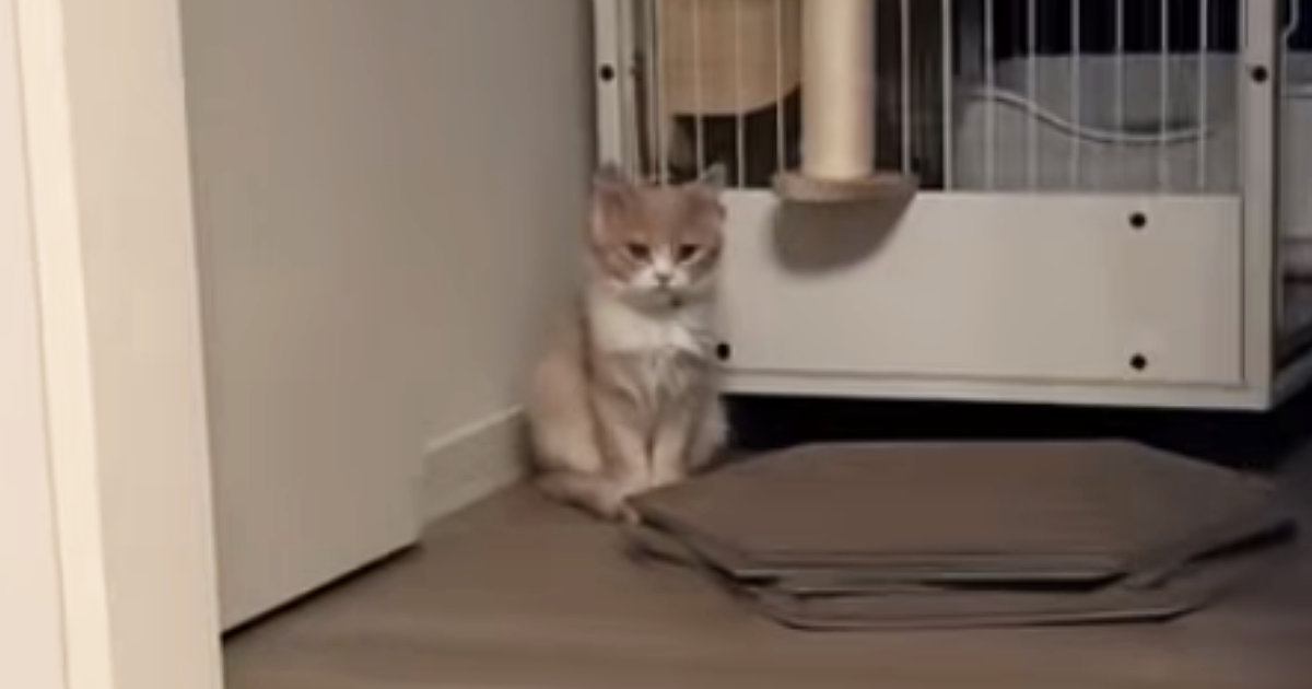 家にきて2日目、まだ納得していない様子だった子猫…4日目に見せた『まさかの光景』が206万再生「声出たｗｗ」「1年後とかかと思ったｗ」
