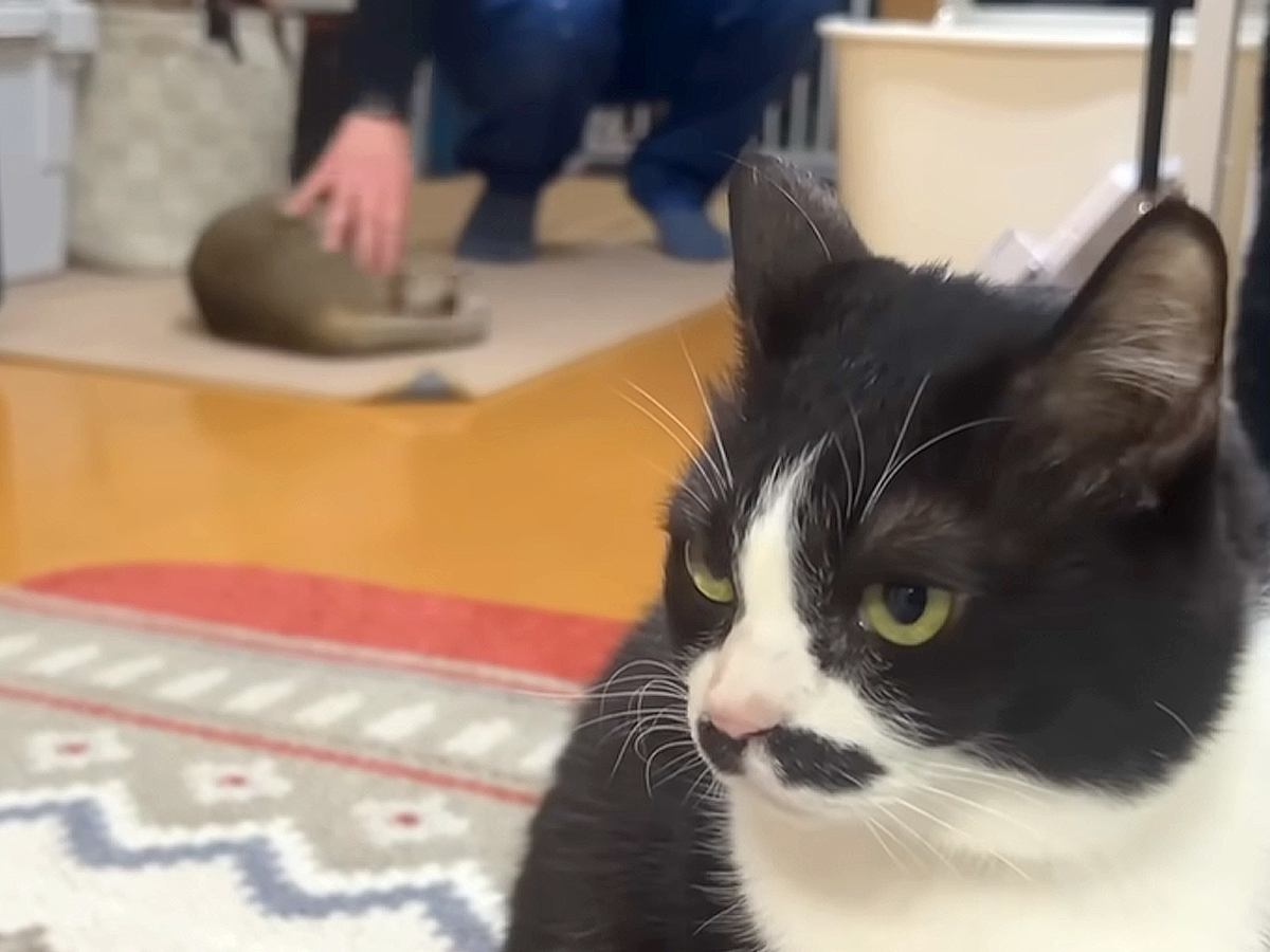 パパの帰宅を待ちかまえる甘えん坊猫→２匹の同居猫は…まさかの『おかえりなさい』に「三者三様ｗ」「大好きアピールは飼い主冥利に尽きる」
