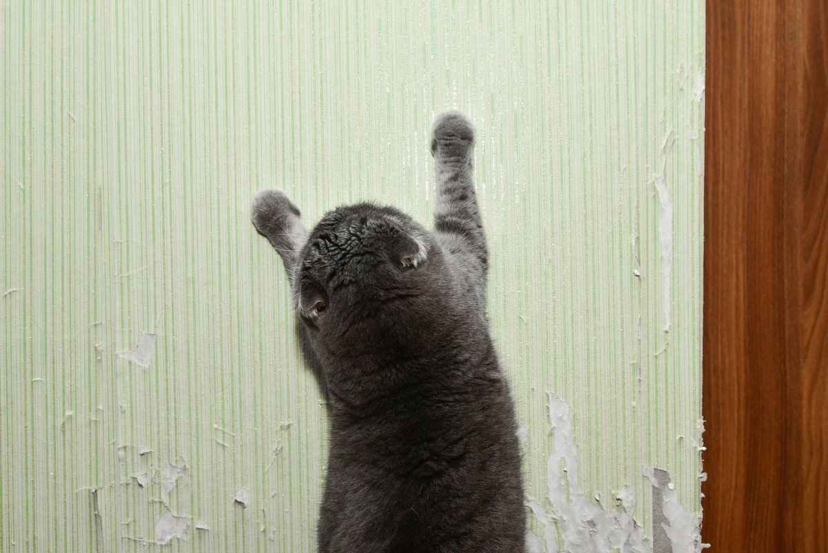 猫の爪とぎに強いのは？猫との暮らしに最適な『壁』の特徴3選　キレイをキープするアイデアも