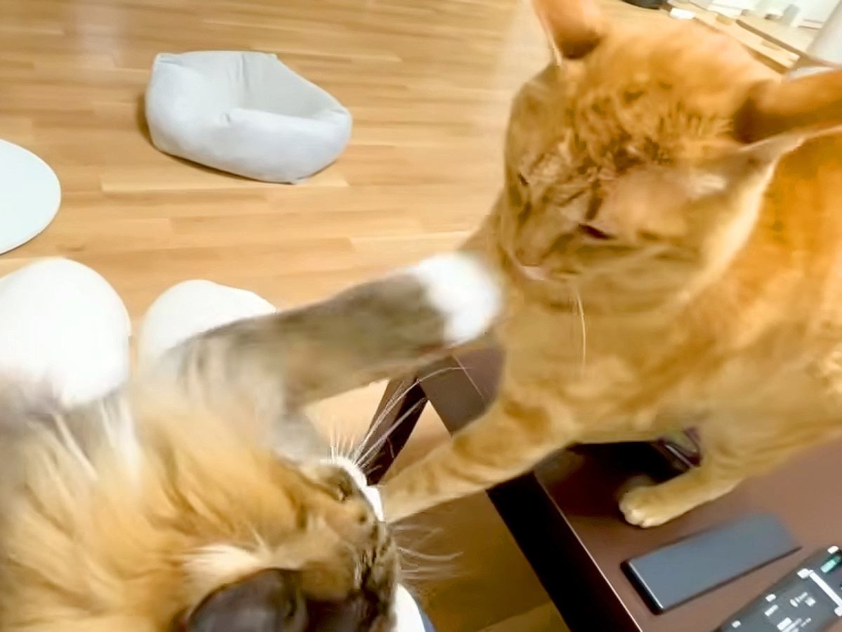 ママのお膝に座りたい２匹の元野良猫→お互いゆずらなくて…思った以上に激しい『攻防戦』に反響「マシュマロパンチ」「ママさん最高にモテるね」