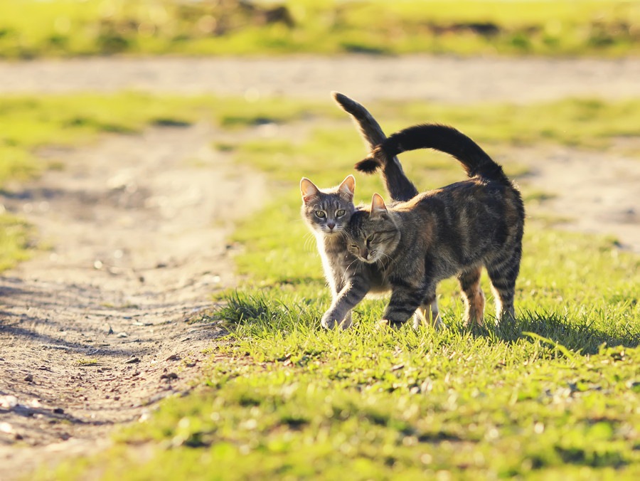 猫のさかり期間と注意点