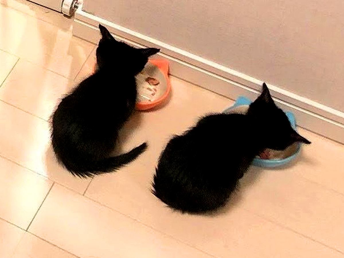 並んでご飯を食べていた２匹の赤ちゃん猫→７年たった結果…『まさかの光景』が160万表示「後ろ姿かわいい」「いつまでも仲良しって素敵」