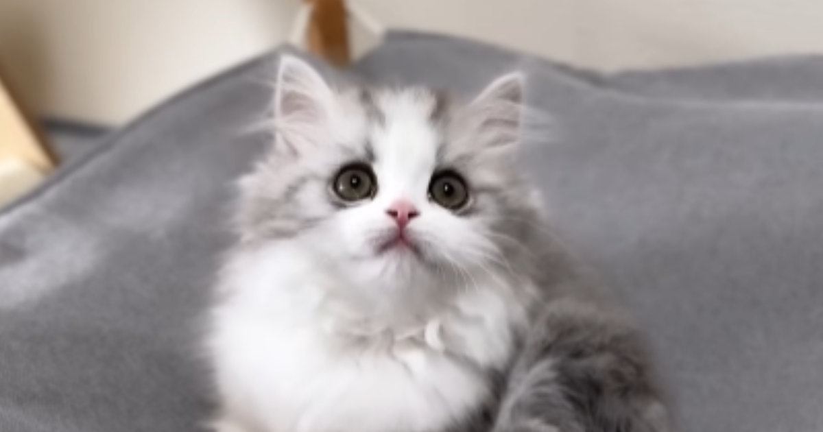 あどけない表情をしていた『ふわふわな子猫』→成長すると…素敵すぎる『ビフォーアフター』が83万再生「天使だ」「たまらんなあ」と悶絶の声