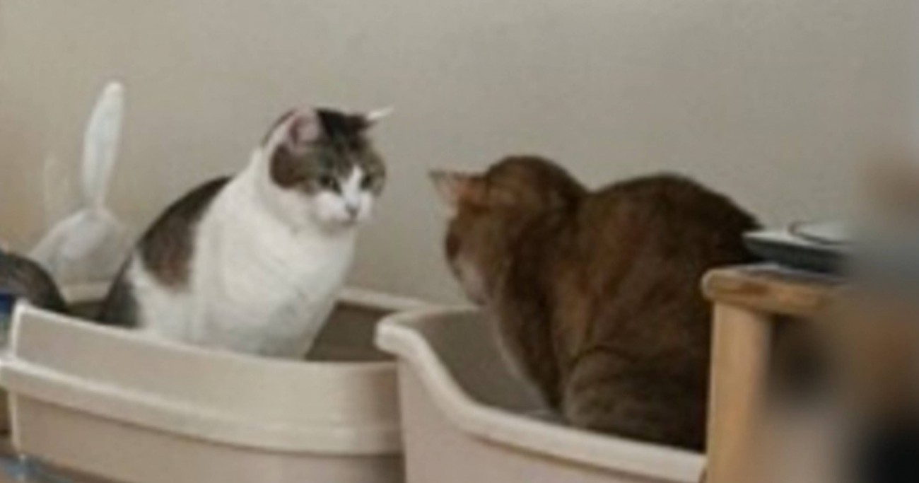 ケンカをしていた2匹の猫→『静かになった』と思ったら…気まずさMAXの『対面式トイレ』に"爆笑"183万表示「対面式ｗ」「ツボったｗ」