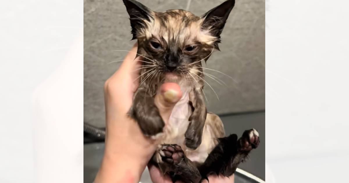 捨てられていた子猫→『初めてのお風呂』に入れた結果…予想外の反応と『尊すぎるビフォーアフター』が22万再生「たまらん」「かわええ」