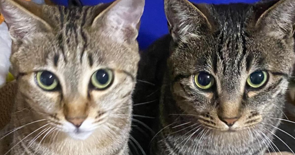 まるで『イエベとブルベ』→色合いが違う『2匹のキジトラ猫』が可愛すぎると2万7000いいね「すごいしっくりきたｗ」「間違いないｗ」
