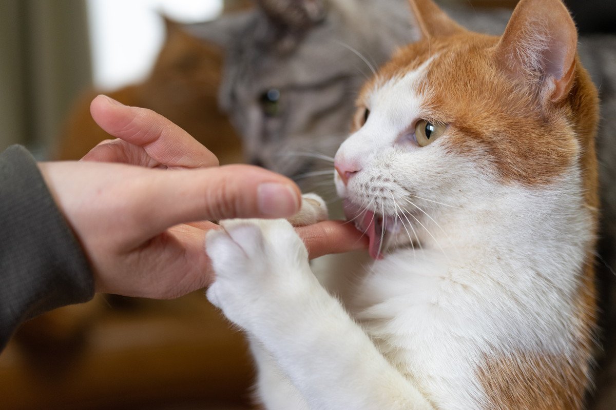 猫が『飼い主を舐めてくる』理由とは？舐める部位によって変わる心理を解説