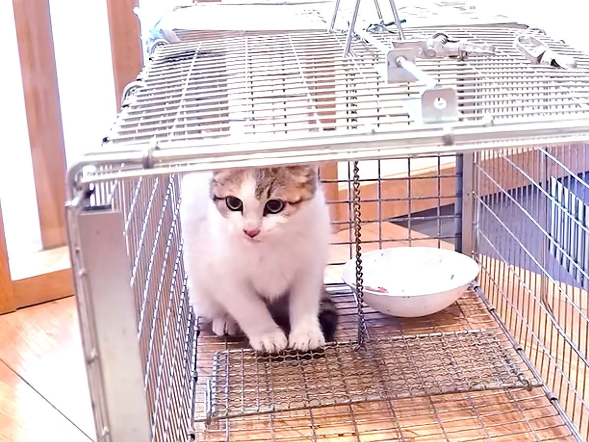 真冬に捨てられていた子猫を保護…『優しさあふれる展開』に感動の声続出「幸せになってほしい」「もう安心していいんだよ」と11万再生