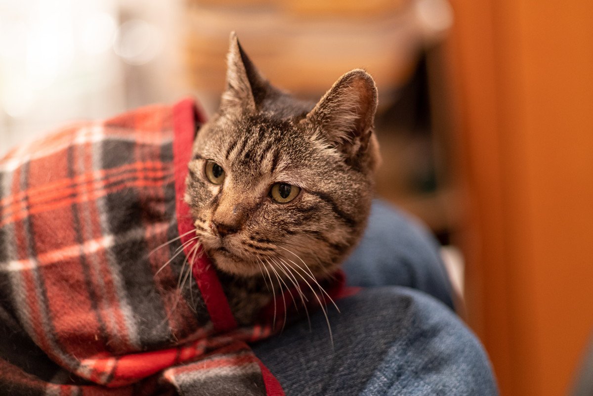 猫が飼い主に『頼りたくなる』のはどんな時？5つのシーンと頼りたい時にする仕草