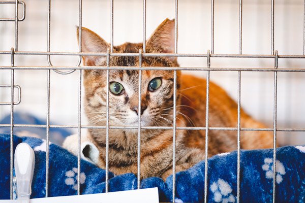 家庭内野良猫と上手に暮らすには？慣らし方や捕まえ方、心構え