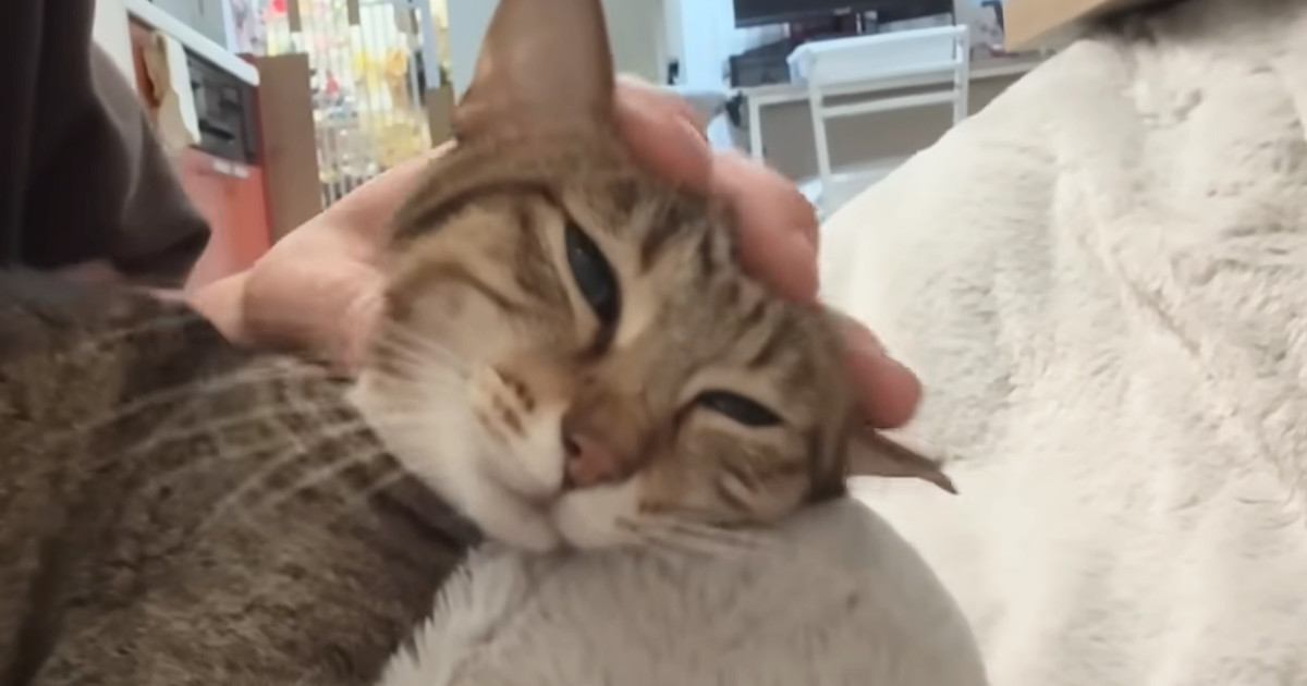 コタツを愛してやまない猫→暖かくなり、片づけた結果…撤去後の『かわいい反応』に「動揺してるｗ」「ちょっと寂しげｗ」と反響