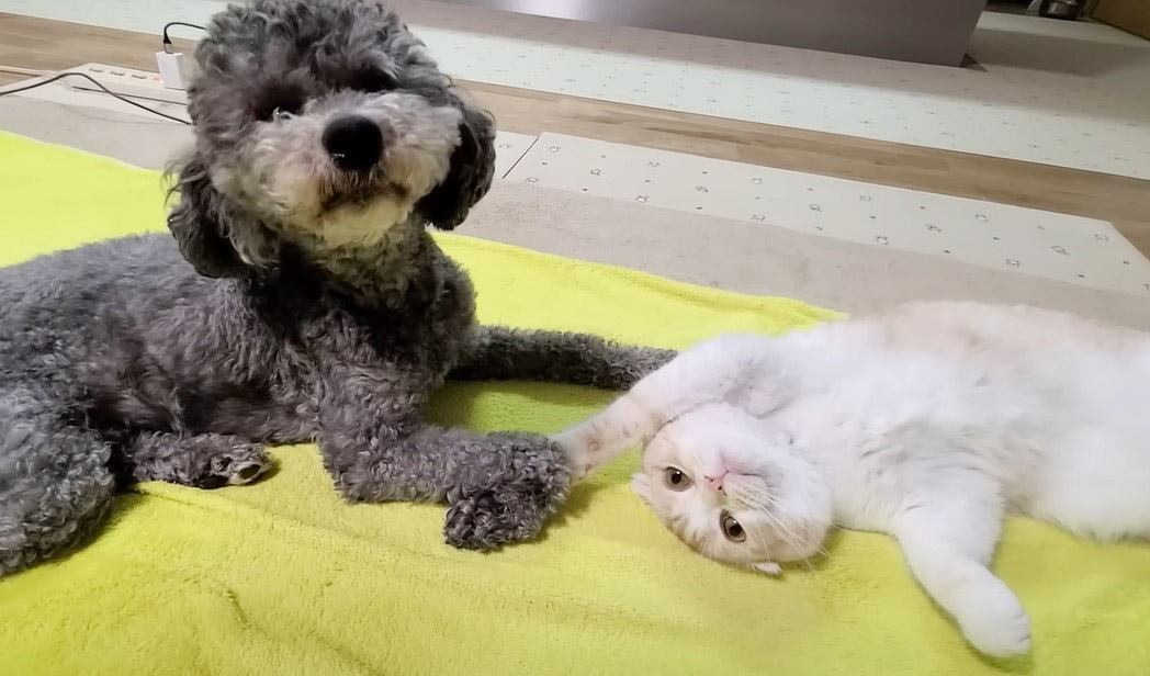 猫が『犬の強烈なオナラ』に見せた反応…まさかの"固まり方"に思わず吹き出すと33万1000再生「想像以上ｗ」「面白すぎて」の声