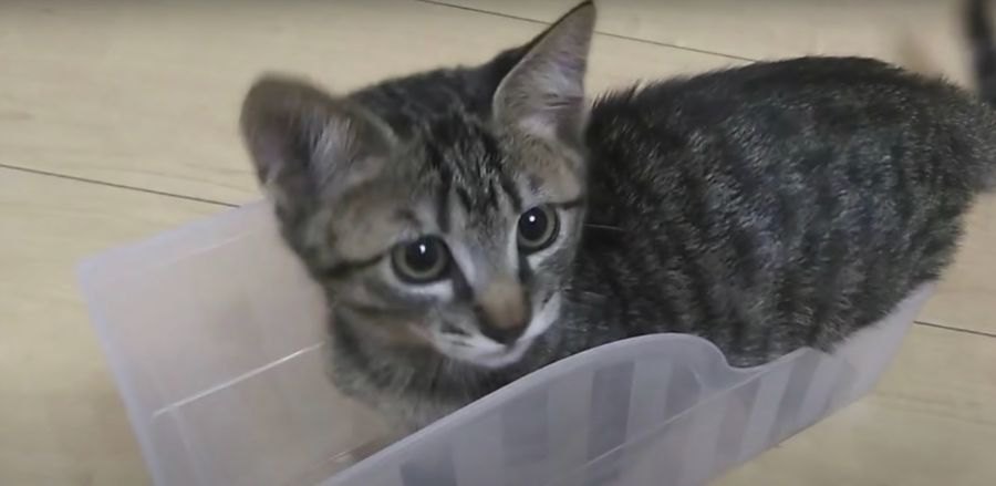 子猫時代に使ってた懐かしのプラスチック容器、猫ちゃんは果たして覚えているのか？