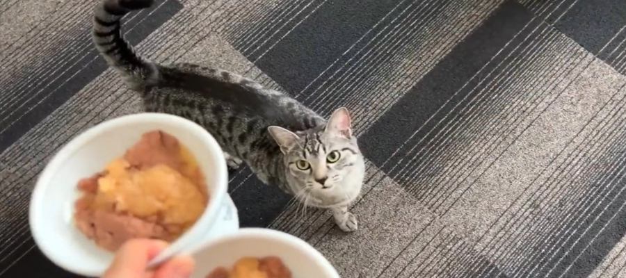 絶食中の猫ちゃん、1日ぶりの食事に大歓喜！