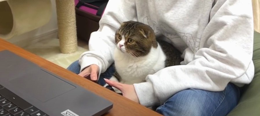 ゲームに飛び入り参加！真剣な表情が可愛い猫くん