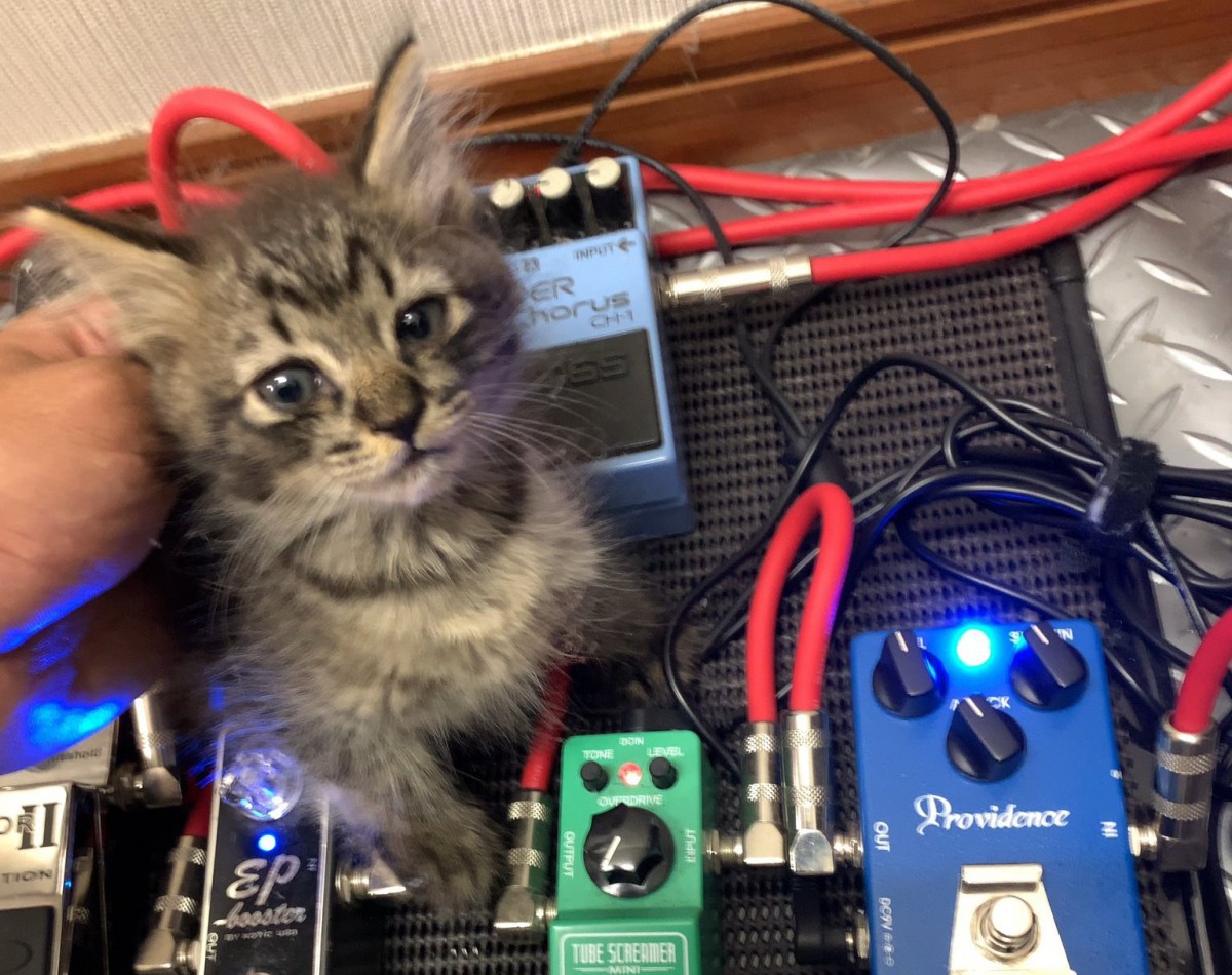 命は尊い！ギタリストと子猫の愛溢れる4日間に涙腺崩壊【前編】