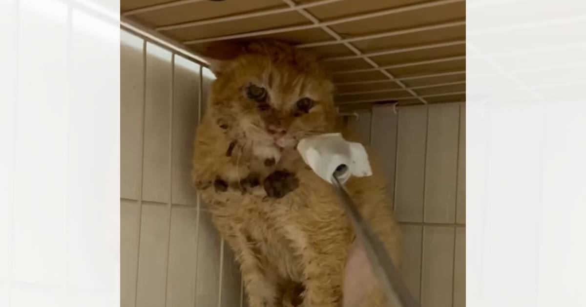 『人間を恐れている猫』→保護から69日が経つと……涙あふれる『感動の瞬間』が384万再生「電車内で泣いてしまった」「胸が熱くなる」