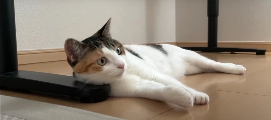 暑い日限定？！猫ちゃんのお気に入りスポット