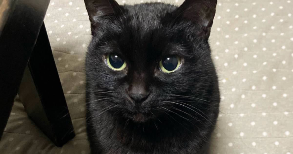 さきいかを欲しがる黒猫→『あげないよ～ん』と煽った結果…まさかの"表情"が388万表示「めっちゃ怒ってるｗ」「ハイライト消すの上手い」