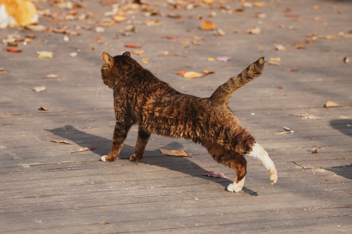 猫が『歩きながら体を伸ばす』3つの理由　体をほぐしているだけじゃない？心身に与える効果まで