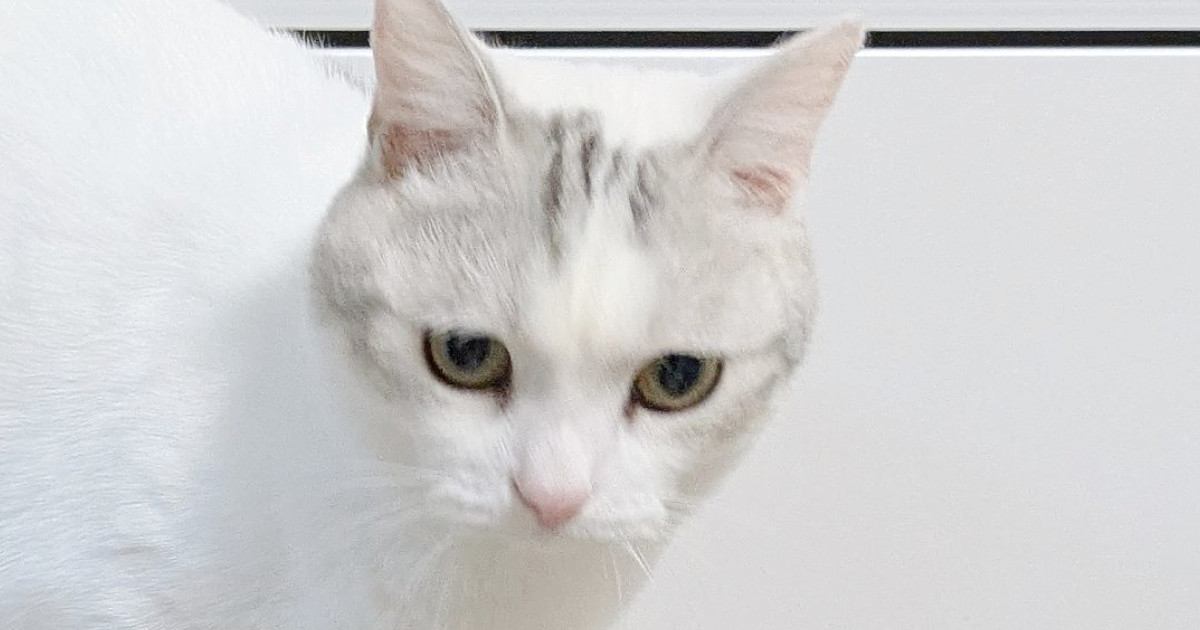 小さな頃から爪とぎポールに登るのが得意な猫→久しぶりに挑戦した結果…驚きの光景に3万いいね「バランス感覚がすごいｗ」「お見事ッッ」