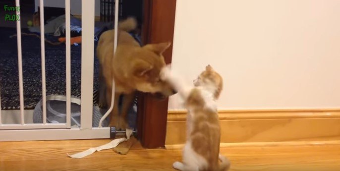 猫 vs. 犬！友達、主従、親子、敵対…色々な関係を全部見せ★