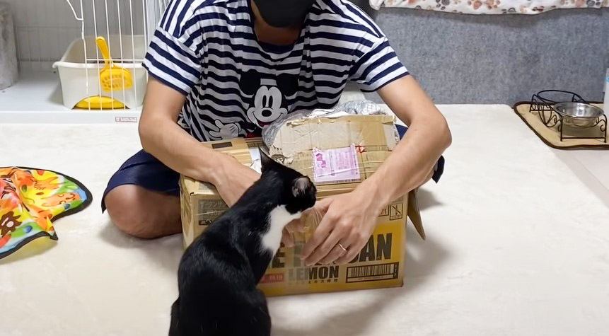 猫と実家から届いた謎の箱を開けてみた結果…センスのいい贈り物に『素敵なご両親』『愛に溢れてる』絶賛の声続々