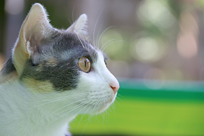 猫のスピリチュアルな行動と驚きの体験談