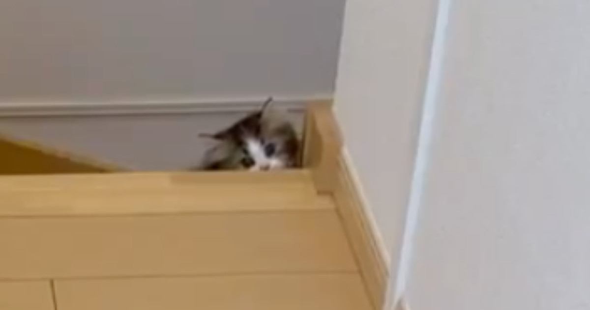 飼い主を驚かせたい子猫→階段の下からぴょこっと顔を出すと…『尊い光景』に10万いいね「可愛すぎてやばいｗ」「頑張ってて涙が出る」