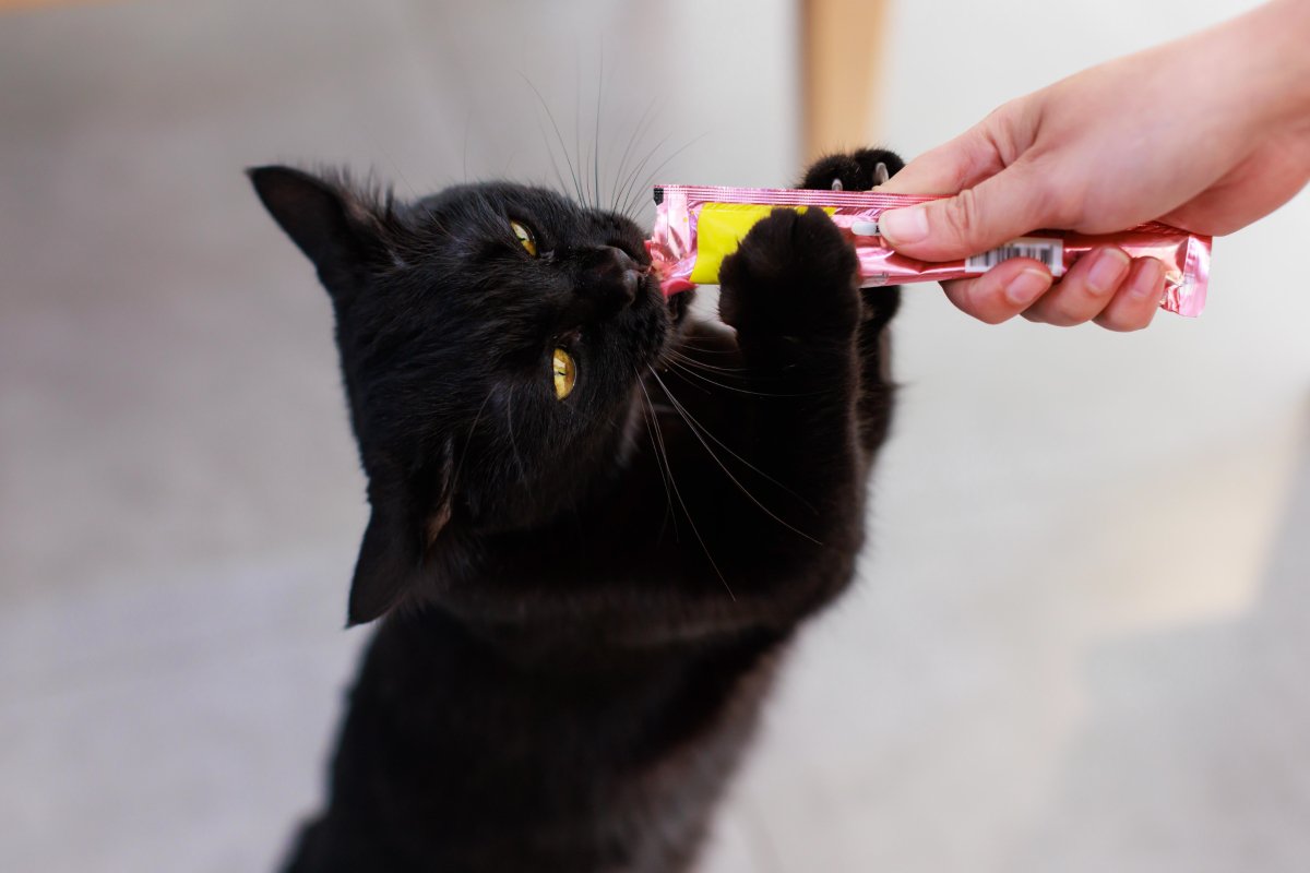 猫を『甘やかし続ける』と起こるリスク5つ　健康に与える悪影響から適切な接し方まで