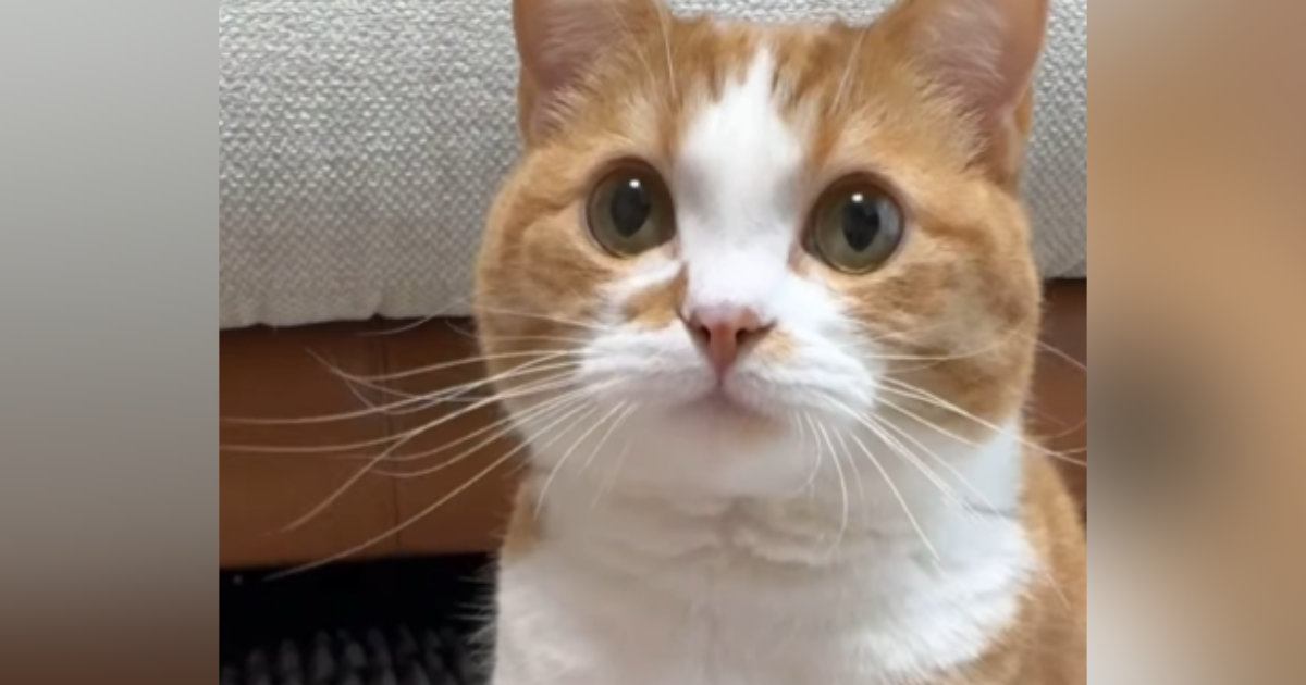 猫の目の前に手を差し出すと…次の瞬間→あまりにもお利口な『かわいすぎる様子』が114万再生「す、すごい」「ずっとペロペロしてるｗ」