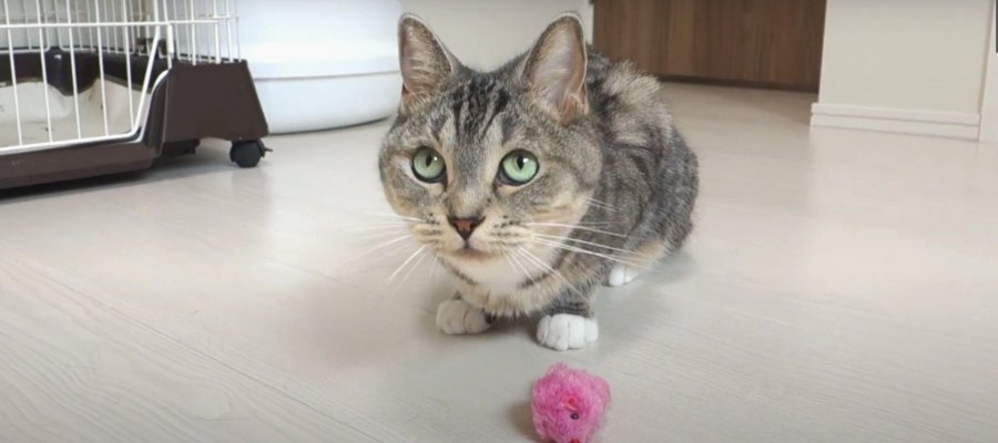 猫ちゃんの華麗なドリブル捌き！