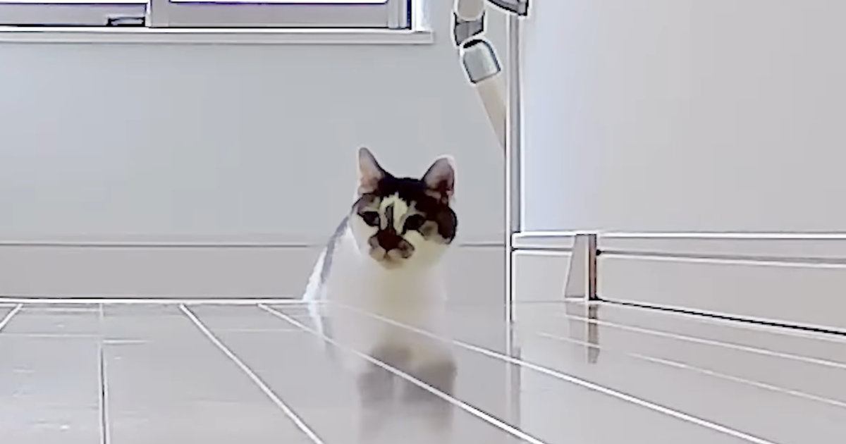 テレワーク中のパパとママ→『仕事場を交換』してみたら、『猫たちの反応』は…可愛すぎる展開に反響「ほっこりした」「勘違いしちゃったか〜」