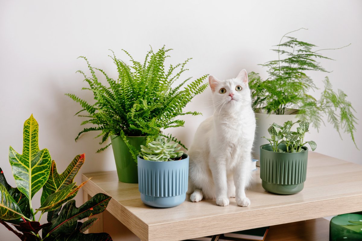 猫のいる部屋に飾ってOK！『安全な観葉植物』4選　設置する際の注意点も