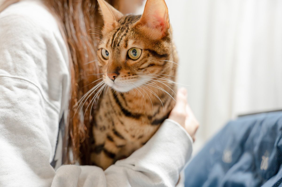 『人のことが大好き♡』な猫の行動4選　そういう猫はやっぱり飼いやすい？