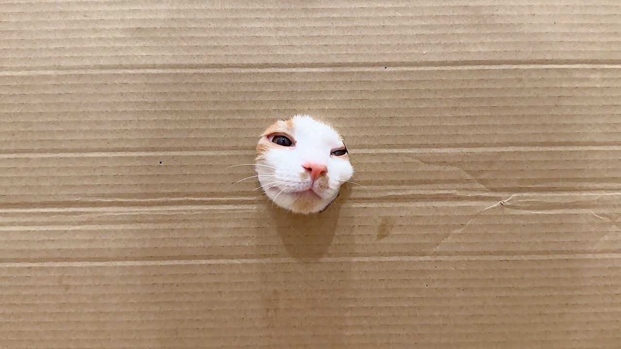 ネコは顔が通れば体も通るのか…穴をあけて検証してみると→想像以上にかわいすぎる展開が60万再生「手が生えたり顔が生えたりｗ」「笑った」