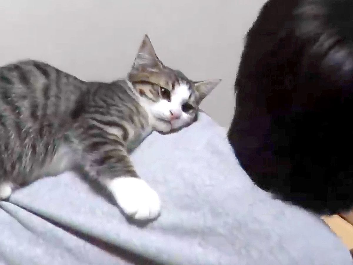 お絵かきをしている男の子→子猫が背中の上に乗ってきて…悶絶級に『愛おしい光景』が43万再生「無邪気すぎて可愛い」「自然と口角が上がる」