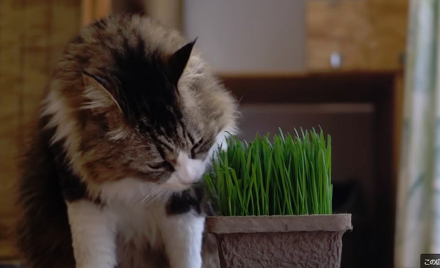 草食系男子なボス猫さん