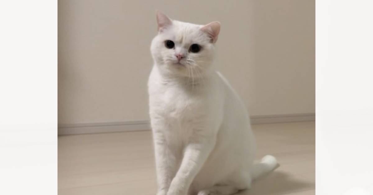 『イライラしている時』と『困っている時』の猫の表情を比較したら…思わず笑っちゃう光景が144万表示「ちゃんと違うｗ」「シワが深いｗ」