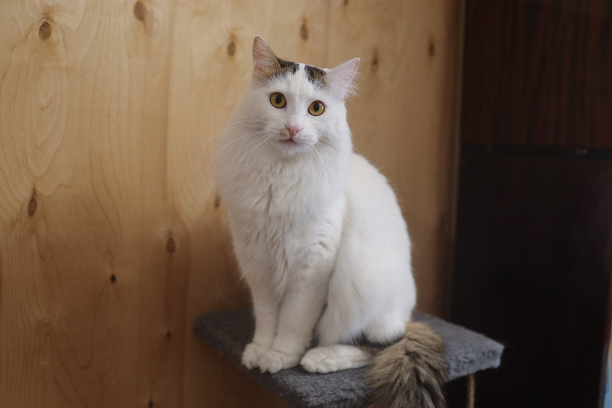 泳ぐ猫『ターキッシュバン』！特徴や性格、歴史をご紹介　なぜ水を嫌がらないの？