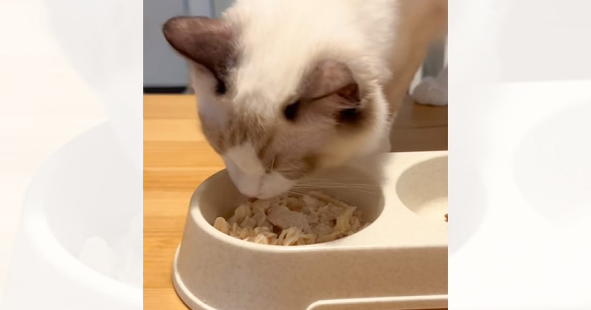 茹でたささみを冷ましてから猫に出したら…飼い主さんが思わず笑った『可愛すぎる行動』が8万再生「ビビってるｗ」「すごい賢いねｗ」