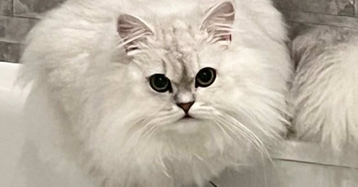 モッフモフの猫を洗った結果→まるで『別の猫』みたいに変化して…まさかのビフォーアフターに「６度見した」「とけちゃった…」と驚きの声