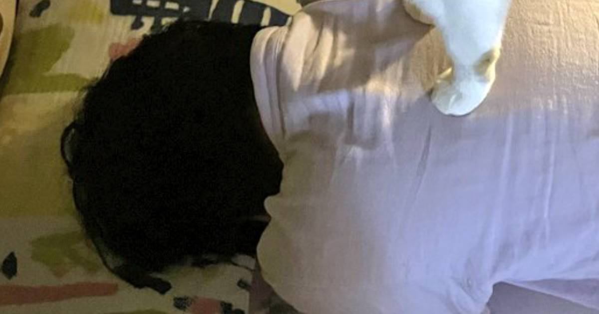 『猫に寝床を奪われる母が必死に抵抗した』結果…想定外な『とんでもない状況』に16万いいね「上位存在ｗ」「芸術点が高すぎる」と爆笑の声