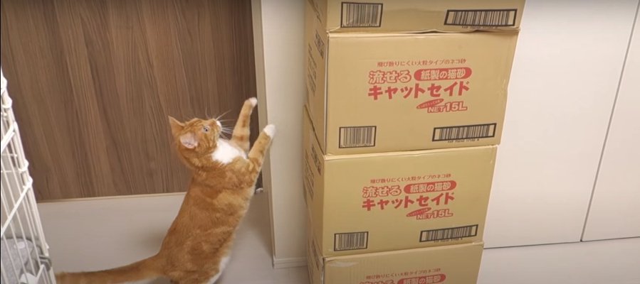 めっちゃ高いにゃ〜！猫ちゃんから漏れ出る苦悩の声