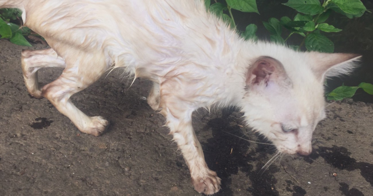 ずぶ濡れで骨格が浮き出るほどやせ細っていた『ボロボロの子猫』が保護された結果…当時が嘘のような『感動のビフォーアフター』に反響