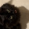 『大好きな人の帰りを待つ黒猫』→玄関から音がすると……「なんて健気」「尊…
