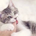 猫が飼い主を噛むのはなぜ？３つの理由と対処法